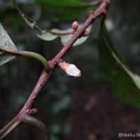 Isonandra lanceolata Wight